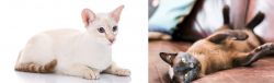 Colorpoint Shorthair vs Burmese - Breed Comparison