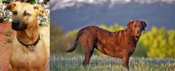 Combai vs Chesapeake Bay Retriever - Breed Comparison