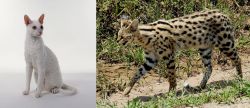 Cornish Rex vs African Serval - Breed Comparison