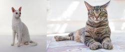 Cornish Rex vs American Polydactyl - Breed Comparison