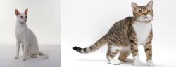 Cornish Rex vs American Wirehair - Breed Comparison