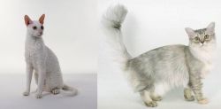 Cornish Rex vs Asian Semi-Longhair - Breed Comparison