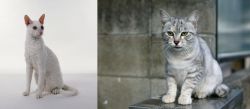 Cornish Rex vs Australian Mist - Breed Comparison
