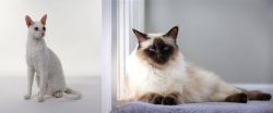 Cornish Rex vs Balinese - Breed Comparison