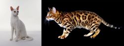 Cornish Rex vs Bengal - Breed Comparison