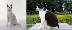 Cornish Rex vs Bicolor - Breed Comparison