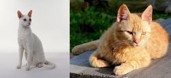 Cornish Rex vs Brazilian Shorthair - Breed Comparison