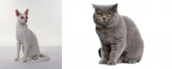Cornish Rex vs British Shorthair - Breed Comparison