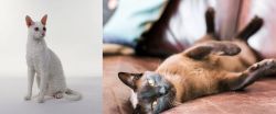 Cornish Rex vs Burmese - Breed Comparison
