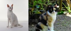 Cornish Rex vs Calico - Breed Comparison