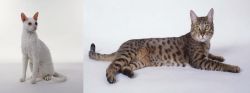 Cornish Rex vs California Spangled Cat - Breed Comparison