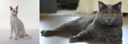 Cornish Rex vs Chartreux - Breed Comparison