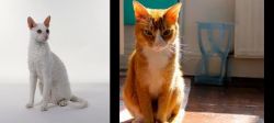 Cornish Rex vs Chausie - Breed Comparison
