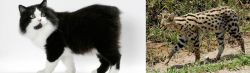 Cymric vs African Serval - Breed Comparison