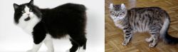 Cymric vs American Curl - Breed Comparison
