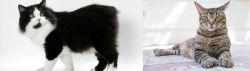 Cymric vs American Polydactyl - Breed Comparison