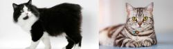 Cymric vs American Shorthair - Breed Comparison
