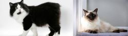 Cymric vs Balinese - Breed Comparison