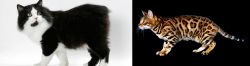 Cymric vs Bengal - Breed Comparison
