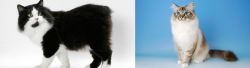 Cymric vs Birman - Breed Comparison