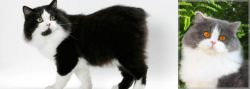 Cymric vs British Longhair - Breed Comparison