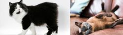 Cymric vs Burmese - Breed Comparison