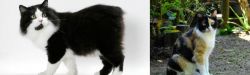Cymric vs Calico - Breed Comparison