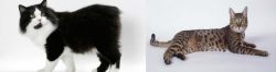 Cymric vs California Spangled Cat - Breed Comparison