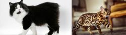 Cymric vs Cheetoh - Breed Comparison