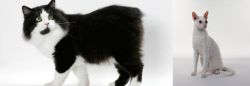 Cymric vs Cornish Rex - Breed Comparison