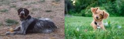 Deutsch Drahthaar vs Chiweenie - Breed Comparison