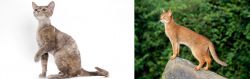 Devon Rex vs Abyssinian - Breed Comparison