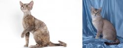 Devon Rex vs American Keuda - Breed Comparison