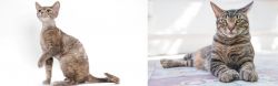 Devon Rex vs American Polydactyl - Breed Comparison