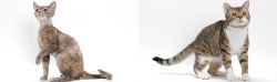 Devon Rex vs American Wirehair - Breed Comparison