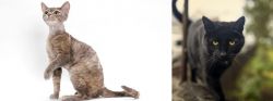 Devon Rex vs Bombay - Breed Comparison