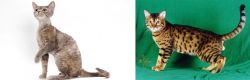 Devon Rex vs Bristol - Breed Comparison