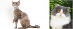 Devon Rex vs British Longhair - Breed Comparison