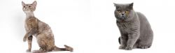 Devon Rex vs British Shorthair - Breed Comparison