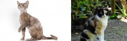 Devon Rex vs Calico - Breed Comparison