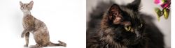 Devon Rex vs Chantilly/Tiffany - Breed Comparison