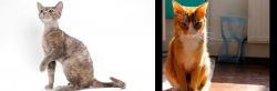 Devon Rex vs Chausie - Breed Comparison
