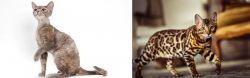 Devon Rex vs Cheetoh - Breed Comparison