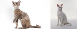 Devon Rex vs Cornish Rex - Breed Comparison