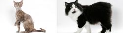 Devon Rex vs Cymric - Breed Comparison