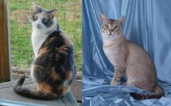 Dilute Calico vs American Keuda - Breed Comparison