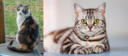 Dilute Calico vs American Shorthair - Breed Comparison