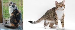 Dilute Calico vs American Wirehair - Breed Comparison