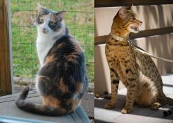 Dilute Calico vs Ashera - Breed Comparison