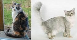 Dilute Calico vs Asian Semi-Longhair - Breed Comparison